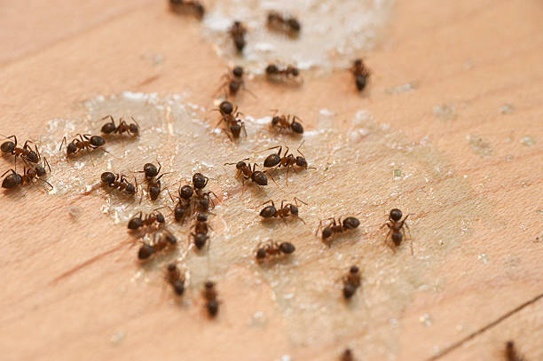 Best Commercial Pest Control Services  in Bret Harte, CA